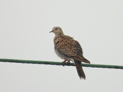 Thumbnail of Turtle Dove